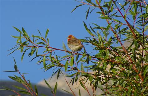 Common Rosefinch Carpodacus - Free photo on Pixabay