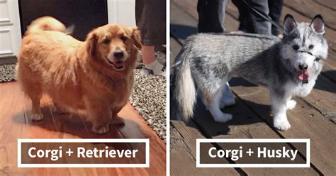 40 Times Corgis Mixed With Other Breeds, And The Result Was Absolutely ...