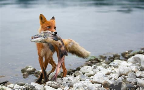 Fox Hunting Wallpaper - WallpaperSafari