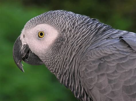 Bird Snatching Bandits Kidnap African Grey Parrot to Near Extinction in ...