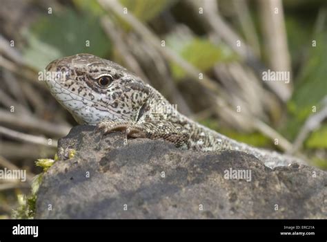 sand lizard Stock Photo - Alamy