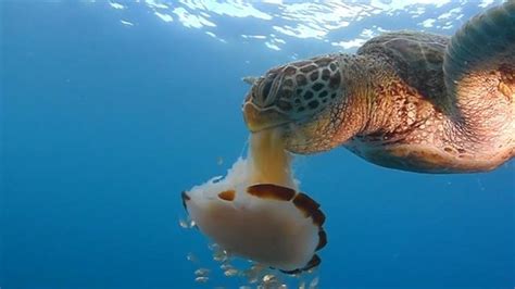 The upside of rising jellyfish numbers? Many animals eat them