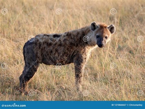 Spotted (laughing) Hyena - Crocuta Crocuta Royalty-Free Stock Photo ...