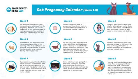 Cat Pregnancy Stages Pregnant Cat Week By Week Timeline With Pictures ...