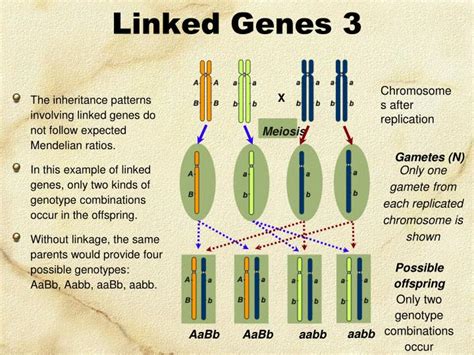 PPT - Linked Genes, Sex Linkage and Pedigrees PowerPoint Presentation ...