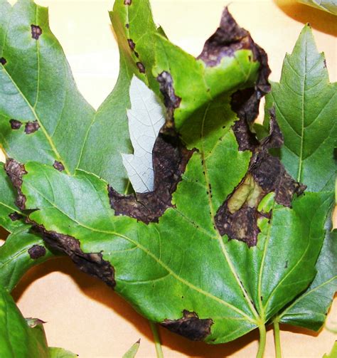 Anthracnose and Other Common Leaf Diseases of Deciduous Shade Trees ...