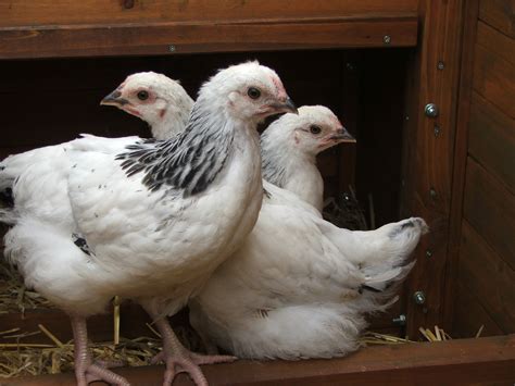 Sussex For Sale | Chickens | Breed Information | Omlet