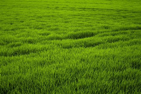 Grass Wallpapers - 4k, HD Grass Backgrounds on WallpaperBat