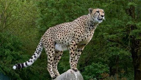 Cheetah - Latest News on Cheetah | Read Breaking News on Zee News