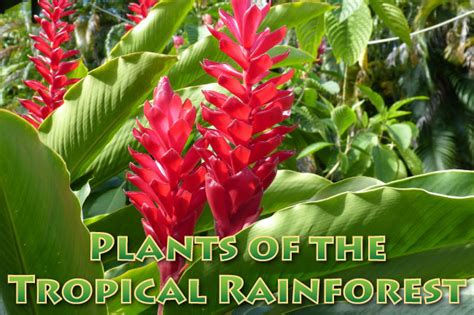 Plants In The Tropical Rainforest Pictures, Facts, Information