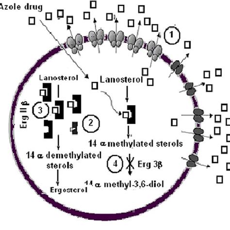 Mean release kinetics of clotrimazole from troche ( filled circles ...