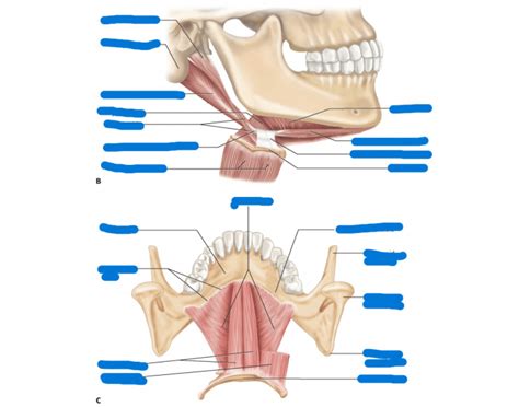 Extrinsic muscles and skeletal review Quiz