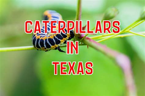 42 Caterpillars in Texas (Pictures and Identification Guide)