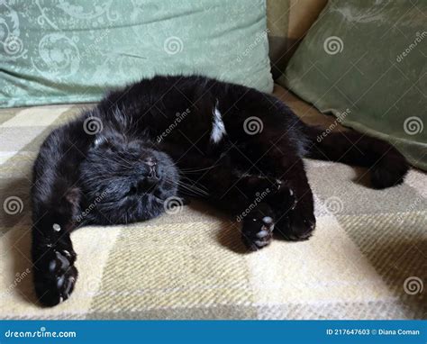 Black cat sleeping stock image. Image of cute, tabby - 217647603