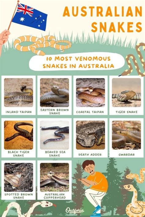 10 Most Venomous Australian Snakes in the World - Outforia (2023)