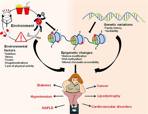 Epigenetics Fundamentals History And Examples What Is