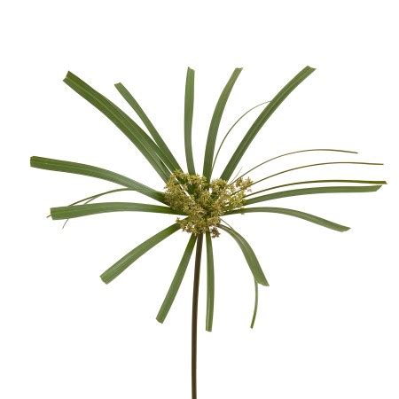 Cyperus Diffusus Alternofolius Cyprus Papyrus, Umbrella Plant. Cut ...