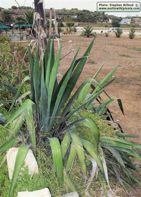 Agave sisalana (Blue Agave) : MaltaWildPlants.com - the online Flora of ...