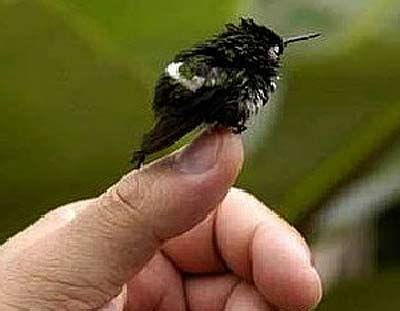 Bee Hummingbird - Smallest Bird in the World | Animal Pictures and ...