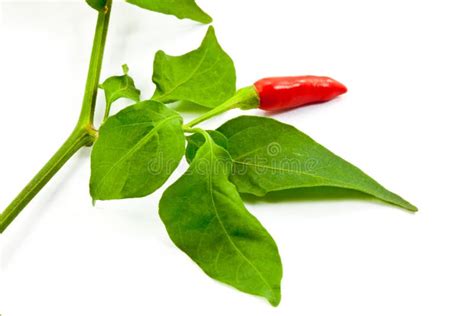 Chili pepper with leaf stock photo. Image of piquant - 21170548