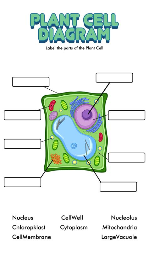 Animal Vs Plant Cell Worksheet