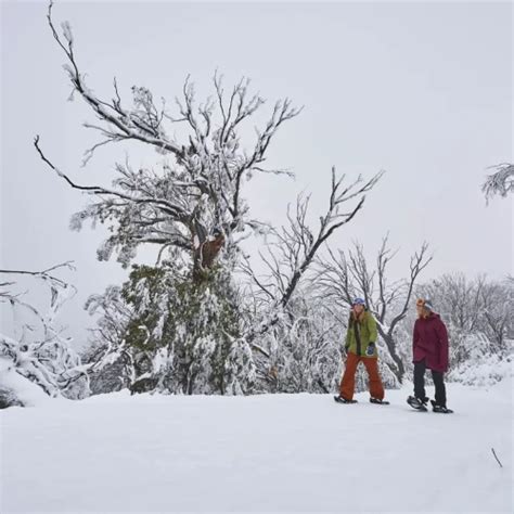 1 Day Mount Buller Snow Tour