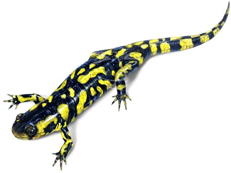 Salamander Clip Art - Cliparts.co