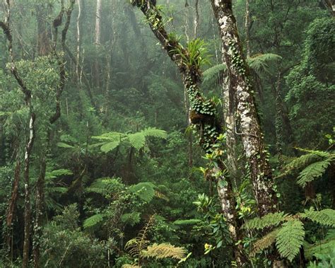 Malaysia_Rainforest – Malaysia’s Christian News Website