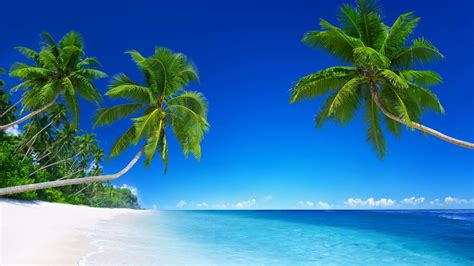 4K Tropical Wallpapers - Top Free 4K Tropical Backgrounds - WallpaperAccess