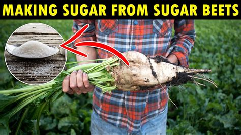 Growing sugar beets - General Gardening - Growing Fruit