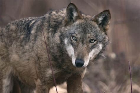 Apennine wolf- A-Z Animals