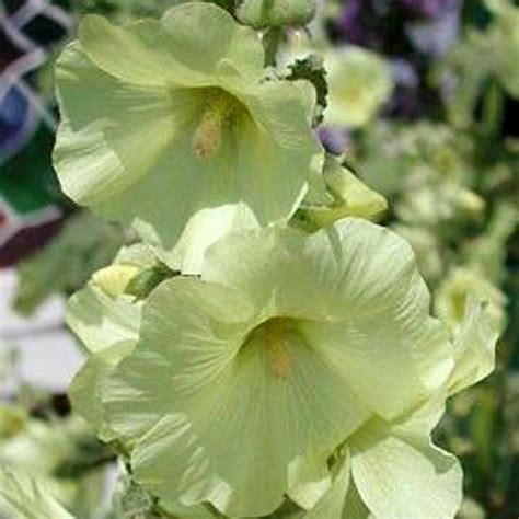 Alcea rugosa | White Flower Farm