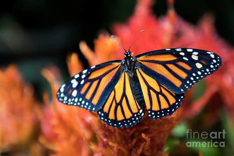 Female Monarch Butterfly Photograph by Kasia Bitner