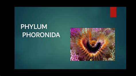 Phylum Phoronida - YouTube