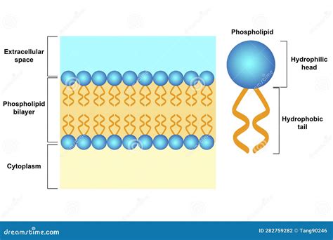 Phospholipid Bilayer Structure, Cell Membrane Structure Royalty-Free ...