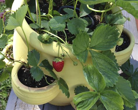 Growing Strawberries in Pots