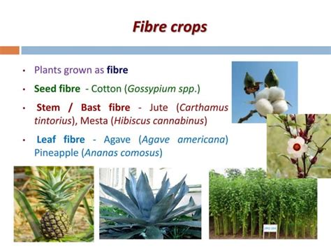 Agronomic Crops Classification - Agriculture | PPT | Free Download