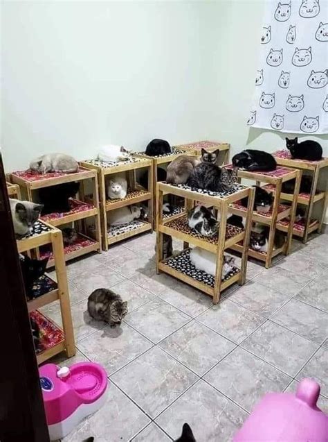 11 Rumah Kucing Buatan Sendiri 2024 • Semuanya Tentang Kucing