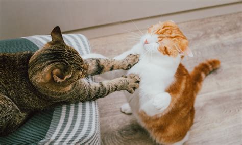 Are My Cats Playing Or Fighting? | BeChewy