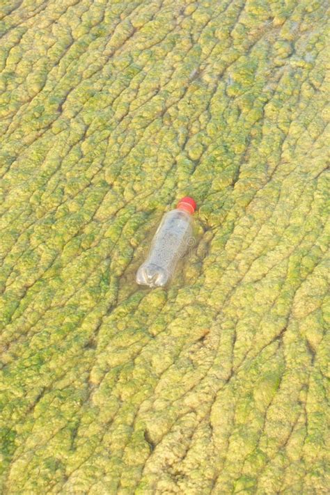 Water Bottles Used in the Algae Stock Photo - Image of marine, dirty ...