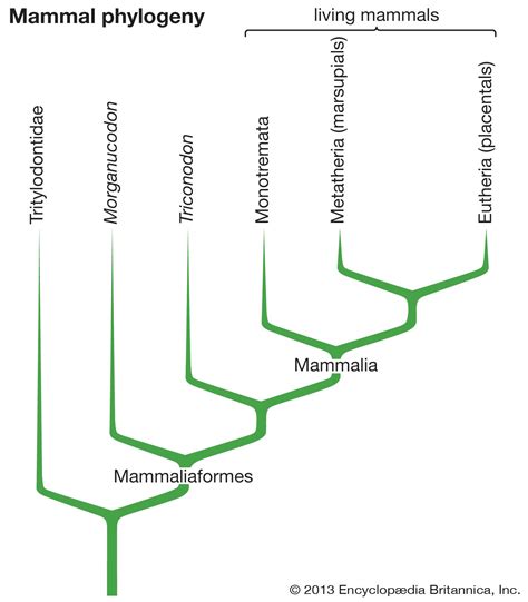 Mammal - Evolution, Classification, Adaptations | Britannica