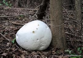 Herbs-Treat and Taste: GIANT PUFFBALL - BIGGEST EDIBLE FUNGUS: HISTORY ...