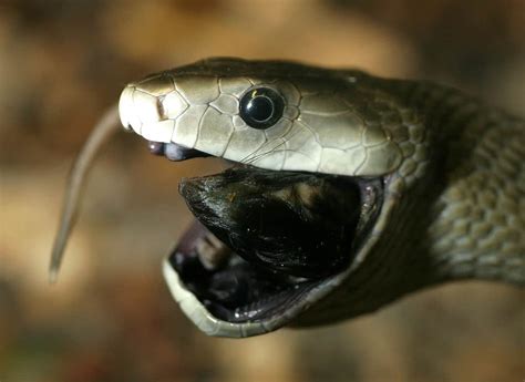 King Cobra vs. Black Mamba: Which Deadly Snake Would Win in a Fight ...