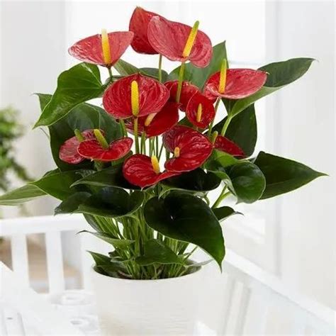 Green Red Flower Anthurium Indoor Plant at Rs 1000/piece in North 24 ...