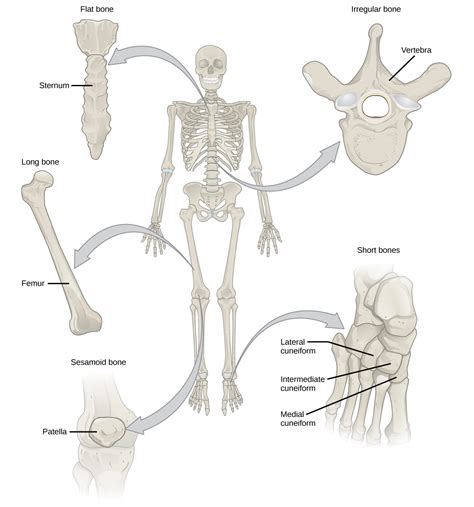 Bone | OpenStax Biology 2e