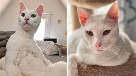 Domestic shorthair cat rescued from Kuwait is up for adoption in ...