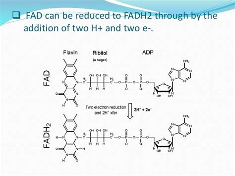 Fad – Flavin Adenine Dinucleotide