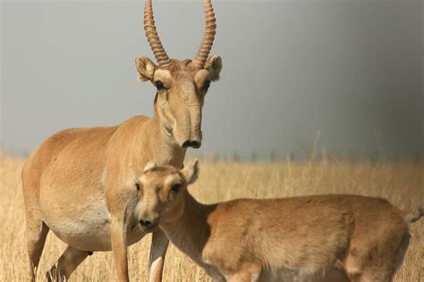 Saiga Antelope Facts, Habitat, Extinction, Life Cycle, Baby, Pictures