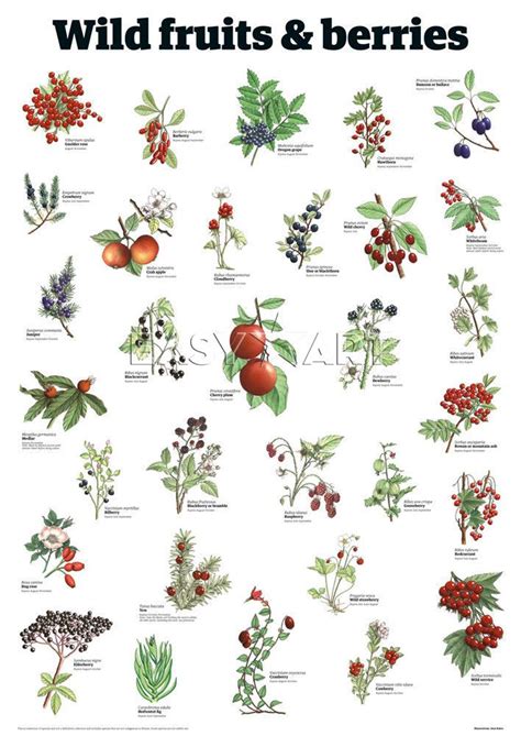 Wild fruits & berries Art Print by Guardian Wallchart Easyart.com ...