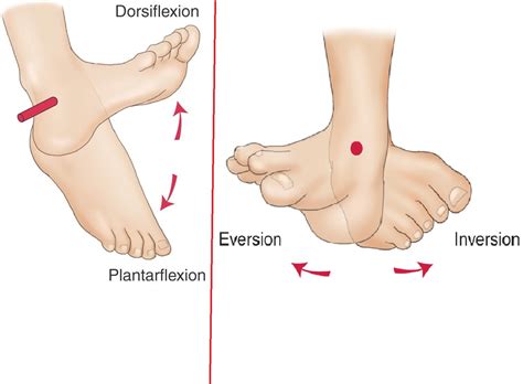 Ankle 101 – Osteopathy Singapore